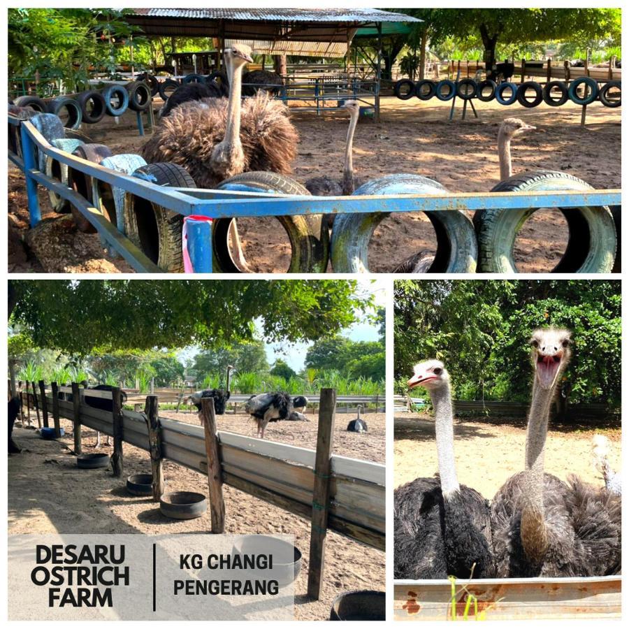 Desaru, Bayu Balau Beach Resort Bandar Penawar 外观 照片